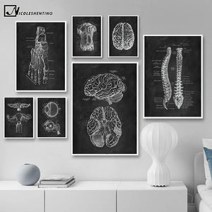 High Definition Human Anatomy Canvas Wall Art Prints Medical Education Decor